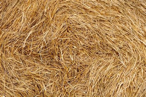 Loose Wheat Straw By Bjm Company Pvt Ltd Loose Wheat Straw Inr
