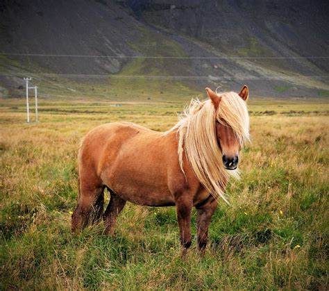 Beers And Beans Iceland Culturethe Icelandic Horse