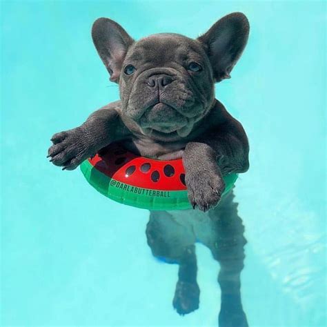 But don't take this as assurance that. Die liebevolle französische Bulldogge und Kinder # ...