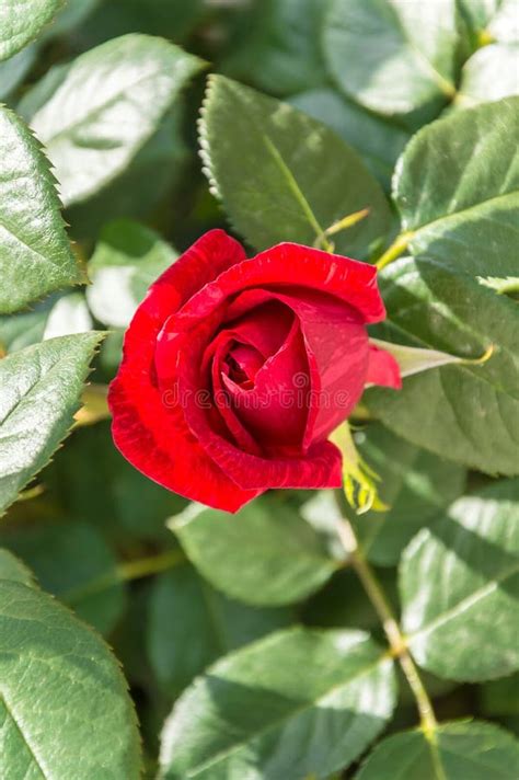 Beautiful Flower Of Red Rose Young Buds Stock Image Image Of Cold