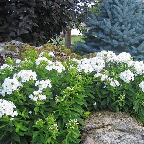 Volcano® White Garden Phlox Plant Addicts