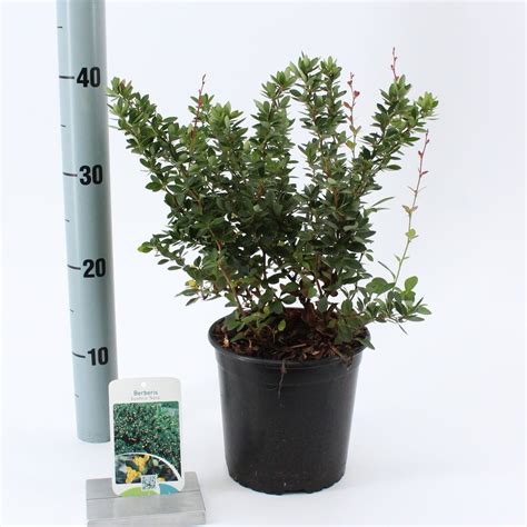 Berberis Buxifolia Nana — Рослини оптом Floraccess