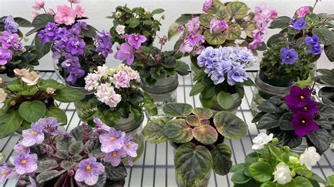 African Violets May 2023 Youtube