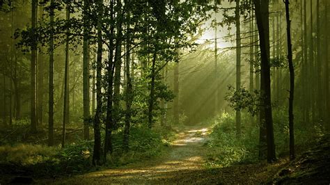 Hd Wallpaper Forest Trees Sunlight Path Trail Hd Nature Wallpaper Flare