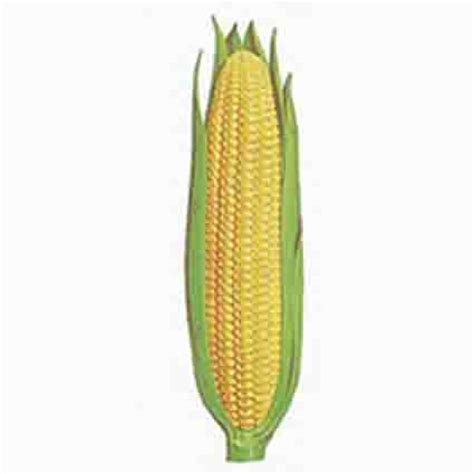 Golden morn crumbs was in the shipping bag, so there might be a tear in the actual product. Golden Bantam Sweet Corn, Sweet Corn- Open Pollinated: R.H. Shumway's Company