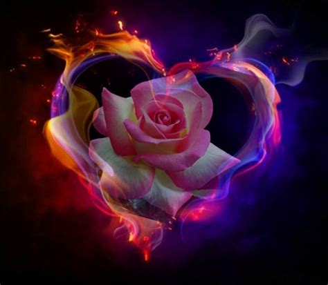 Pin By Tammy Kay On I Love Hearts Fire And Ice Roses Beautiful Rose