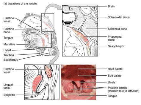 Anatomy Of The Head And Neck → Waldeyers Tonsillar Ring Meddists