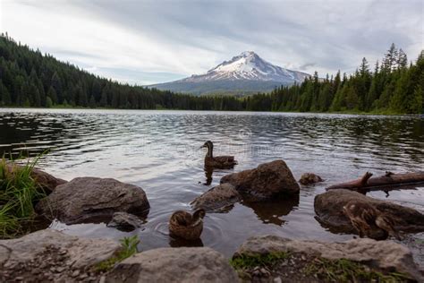 Trillium Lake Mt Hood National Forest Oregon United States Of