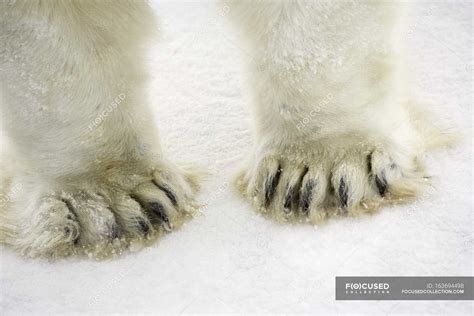 Polar Bear Feet — Daytime Fauna Stock Photo 163694498