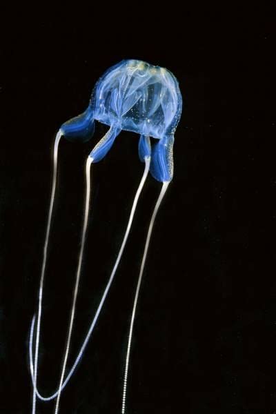 10 Best Phylum Cnidaria Images On Pinterest Jellyfish Animales And