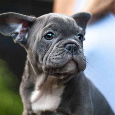 Search for dogs closest to your area by changing the search location. #1 | French Bulldog Puppies For Sale In Iowa | Uptown