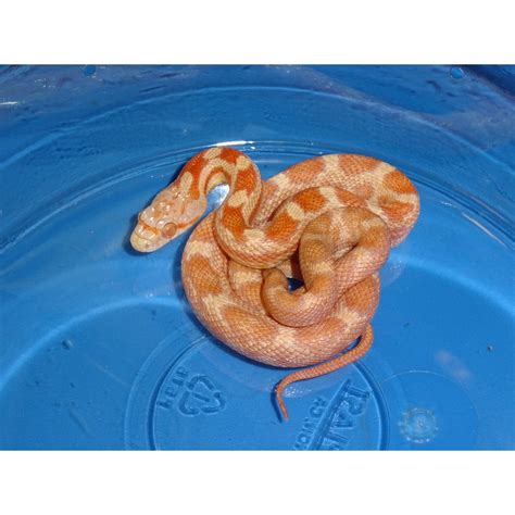 Hypo Everglades Rat Snake Captive Born Baby Strictly Reptiles