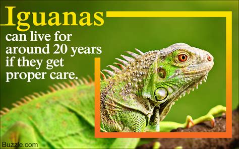 Facts About Iguanas Too Captivating To Ignore