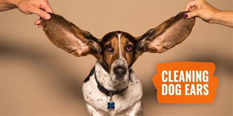 Cleaning Dog Ears Step By Step Ear Wipes Warning Signs