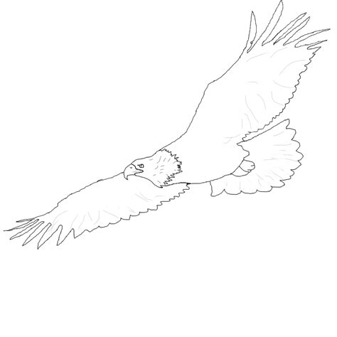 Eagle In Flight Drawing At Getdrawings Free Download