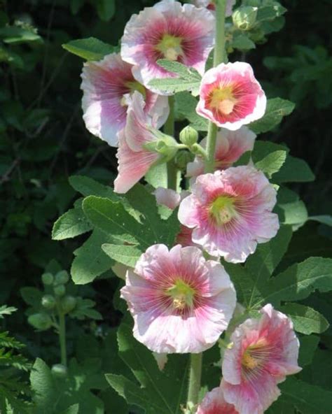How To Grow Hollyhock From Seed Dengarden Home And Garden