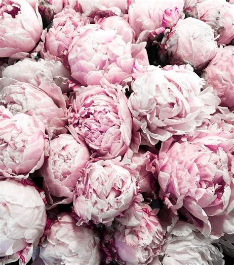 Blush Pink Peonies From The Farmers Market In Seattle