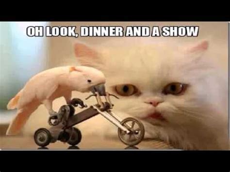 Customize and personalise your desktop, mobile phone and tablet with these free wallpapers! very funny picture meme faces Lol! 1 - YouTube
