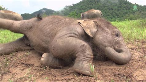 This Baby Elephant Lies Down In The Mud What He Does Next Will Put A