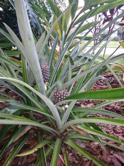 Pineapples Growing In The Yard Growing Pineapple Plants Sarasota