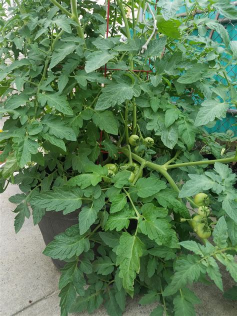 When To Plant Tomatoes In Ny