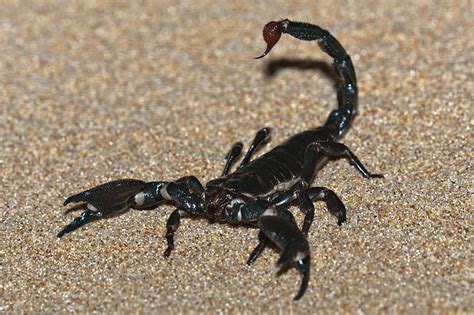 Emperor Scorpion Facts