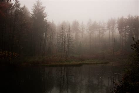Lake Forest Fog Mist Wallpapers Hd Desktop And Mobile Backgrounds