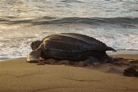 Amazing Footage Depicts The Largest Sea Turtle In The World Emerging