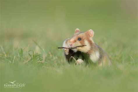 Adorable Hamsters That Are Too Cute For Words 30 Pics