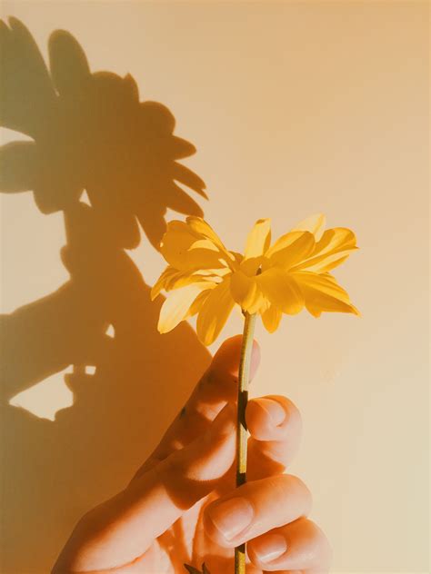Yellow Flower Picture Super Aesthetic And Really Easy To Recreate