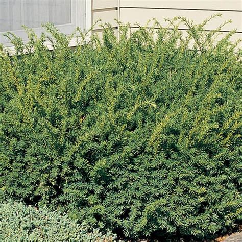 Cottage Gardens 1 Gal Hicks Yew Evergreen Shrub 13tax1hicol The Home