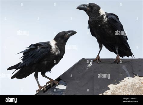 White Necked Ravens Corvus Albicollis Two Juveniles Stock Photo Alamy