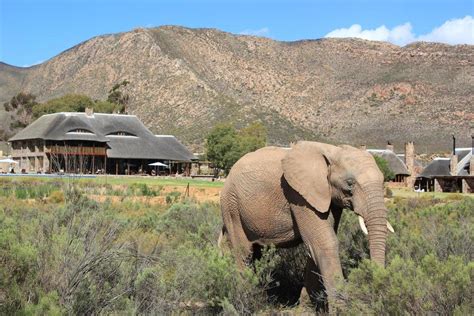 Inverdoorn Game Reserve Safari From Cape Town Outdoortrip