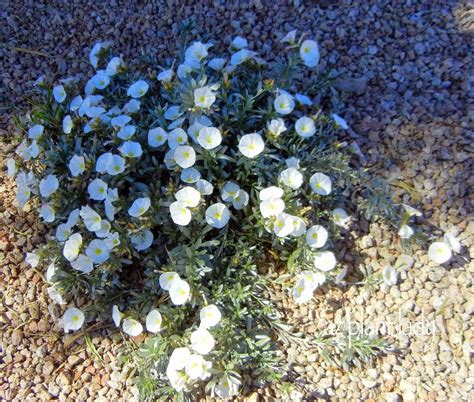 White Flowering Plants For The Southwest Landscape Part 1