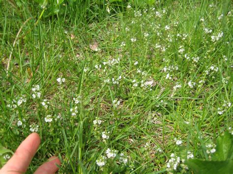 Tiny White Flowers Wild Zone 5 Massachusetts Hard To Photograph