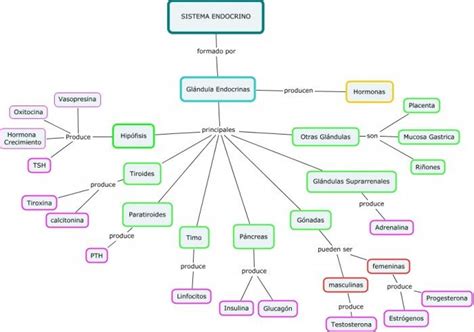 Mapa Conceptual Del Sistema Endocrino Gu A Paso A Paso