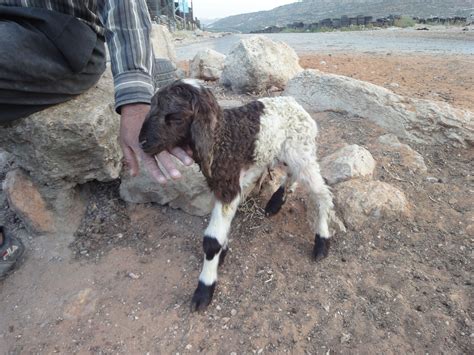 Sheep Goats Turkeys And Donkeys Too Nearthejordanvalley