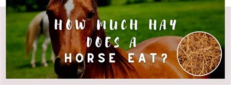 How Much Hay Does A Horse Eat The Healthy Amount