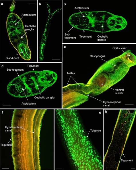 Ah Mapping Hsp 40 In Schistosoma Mansoni Cercariae Somules Male And Download Scientific