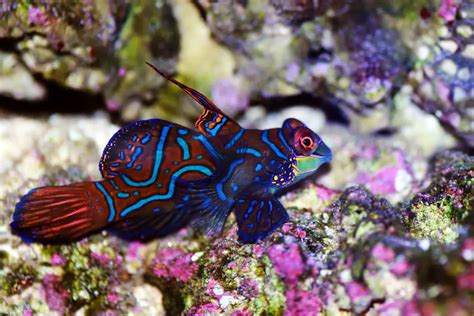 Mandarin Goby Care Tank Requirements And Feeding Habits