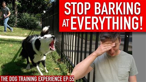 How To Train Your Dog To Stop Barking At Everything That Moves Youtube