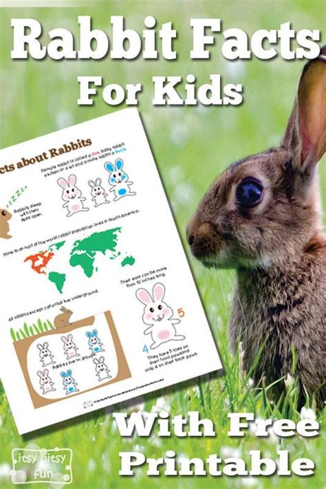Rabbit Facts For Kids Rabbit Facts Facts For Kids