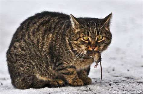 A More In Depth Review Of Why Cats Are Obligate Carnivores