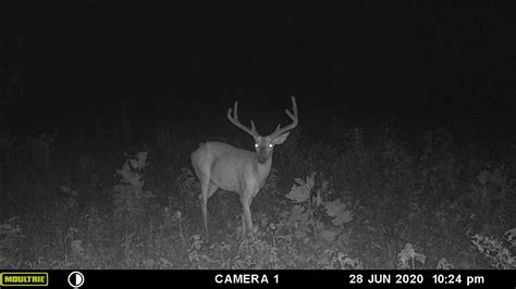 Patterning Big Bucks And Preparing For Deer Season 2020 Youtube