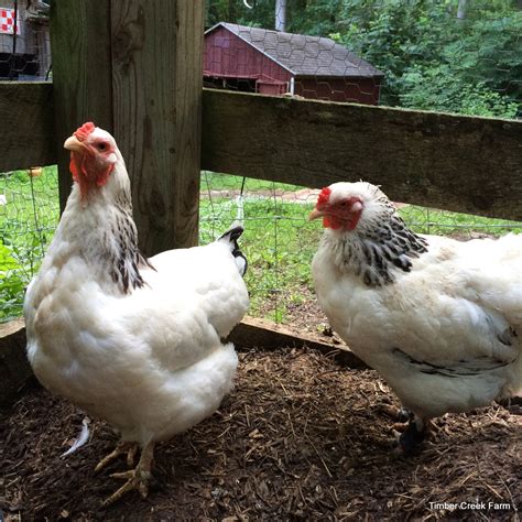 The Brahma Chicken Raising A Large Breed Backyard Poultry