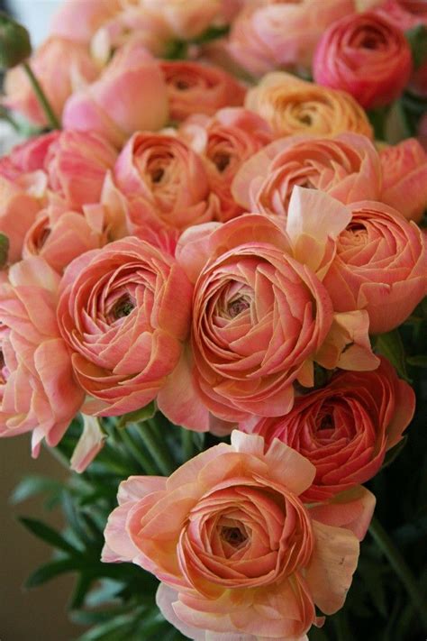 Maybe you would like to learn more about one of these? Pin by Christine A. on FLOWERS in 2020 | Wonderful flowers ...