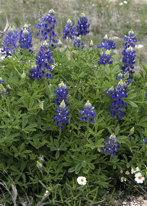 During the spring we maintain a wildflower update with pictures and directions to wildflower hot spots. Wildflower Picture