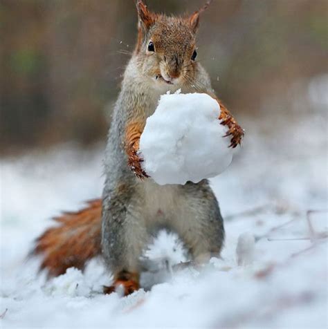 Squirrel Build A Tiny Snowman 4 Pics Cute Squirrel Animals Wild