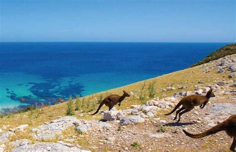 Kangaroo Island Attractions And Places To Go Sa Tourism