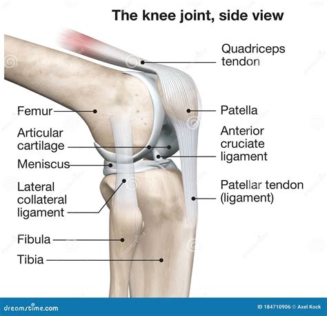 Knee Joint Anatomy Side View Medical D Illustration Cartoondealer